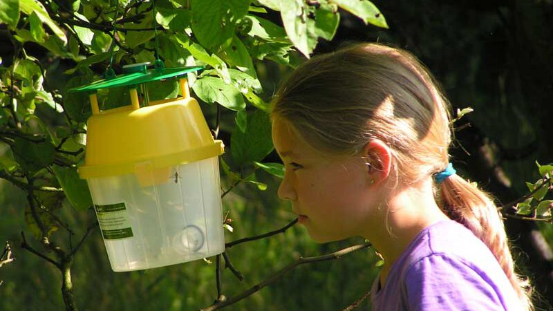 Glasflügler – unbekannt und doch überall!