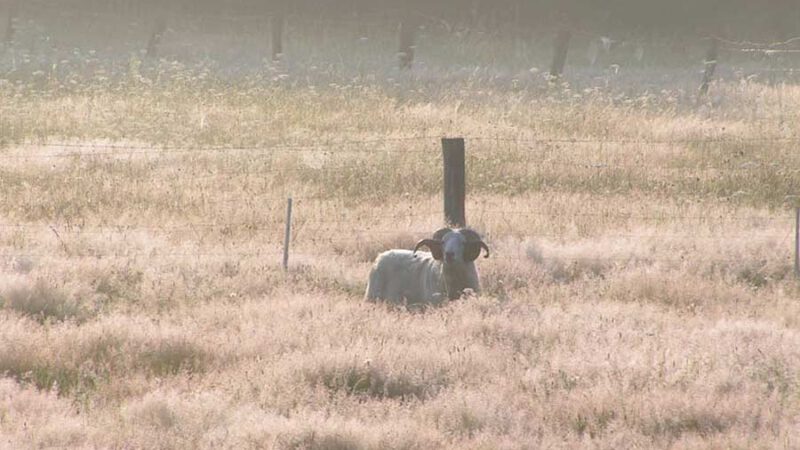 Landschaftspflege mit Schafen