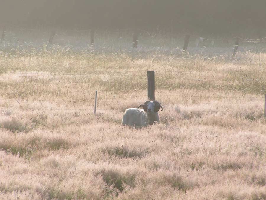 Landschaftspflege mit Schafen