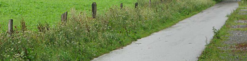 Blühstreifen gemulcht – mal wieder!