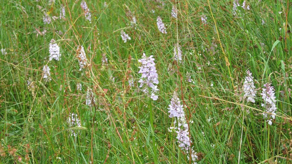 Tolle Orchideenblüte im Spörkelnbruch