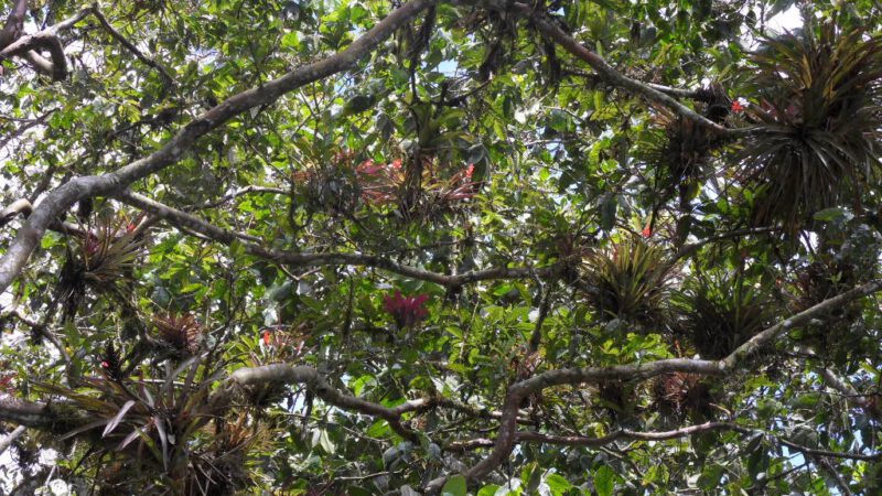 Krone eines Avocadobaum mit den wunderschönen Orchideen