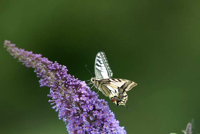 Insekten und Vögel sagen Danke  –  die AGNU auch!