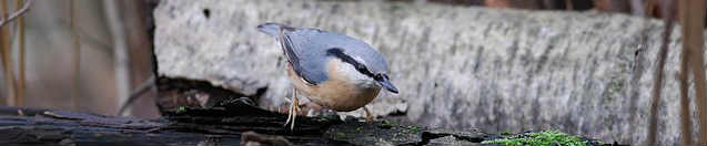 Naturfoto-AG  – Interessenten bitte melden!