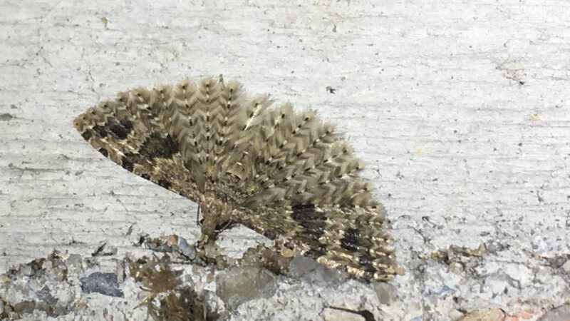 Nach sechs Wochen BioBlitz liegt der Kreis Mettmann auf Platz sechs