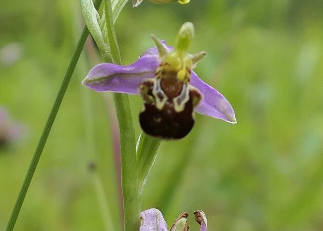 Orchideen in Haan