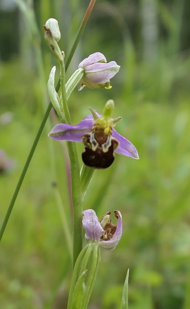 Orchideen in Haan