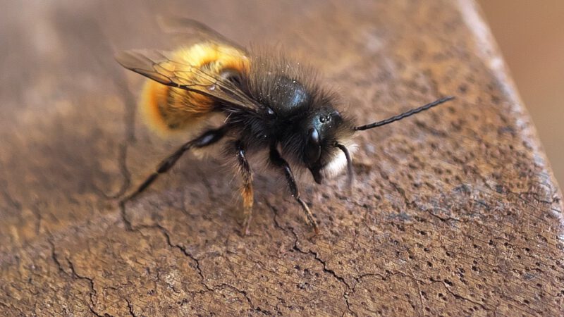 Sie fliegen schon wieder!