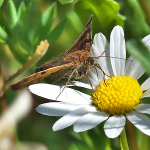 Vom Rasen zur Wildblumen-Oase