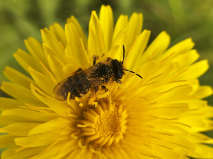 Ein kleiner Garten… Samentütchen gratis