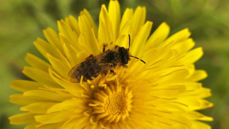 Ein kleiner Garten… Samentütchen gratis