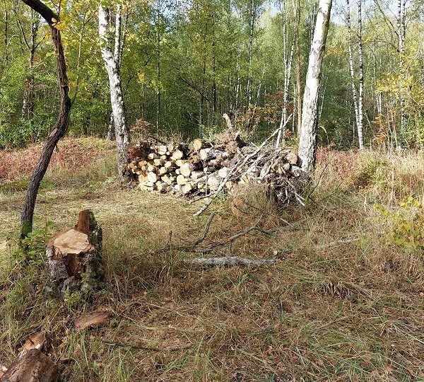 Pflegeeinsatz Sedimentationsbecken