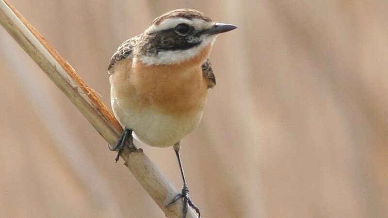 Das Braunkehlchen – Vogel des Jahres 2023