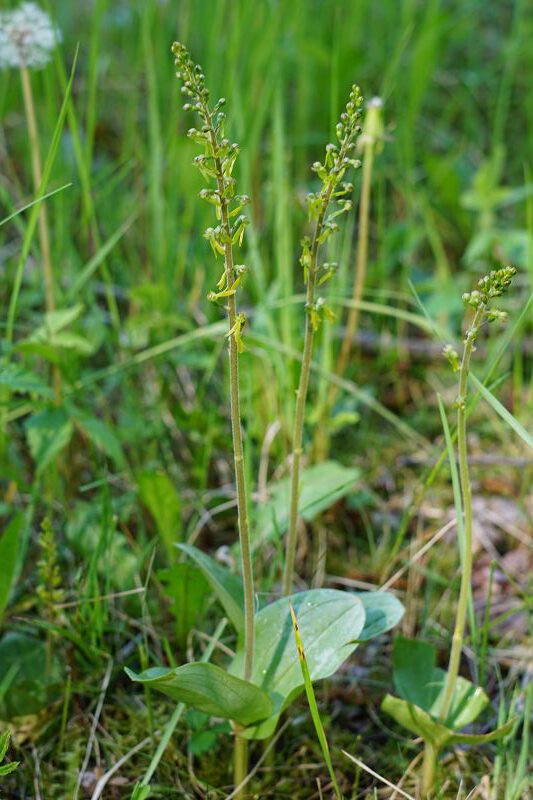 Orchidee des Jahres 2023