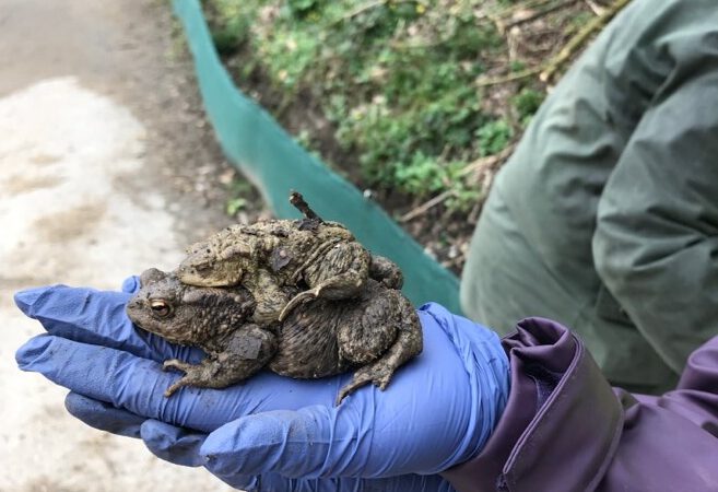 Aufstellen des Haaner Krötenschutzzauns – wir brauchen eure Hilfe