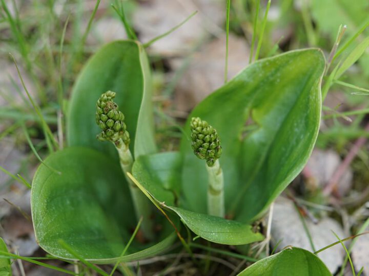 Orchideen-zum-Ersten-Mai