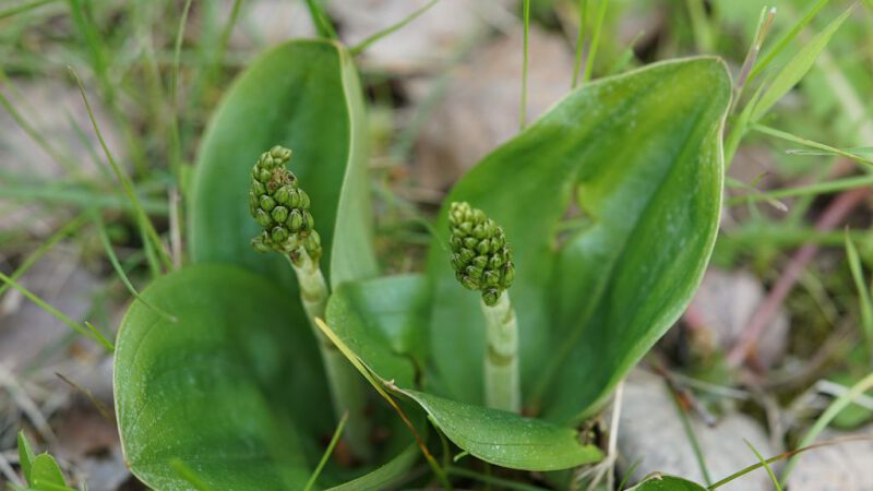 Orchideen-zum-Ersten-Mai