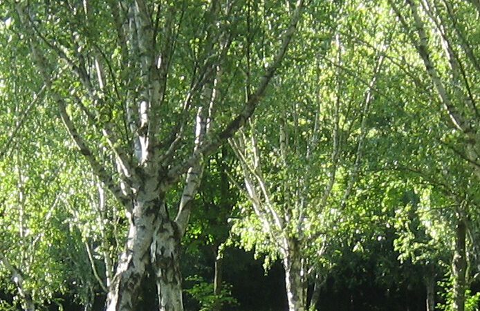 Die Moorbirke – Baum des Jahres 2023
