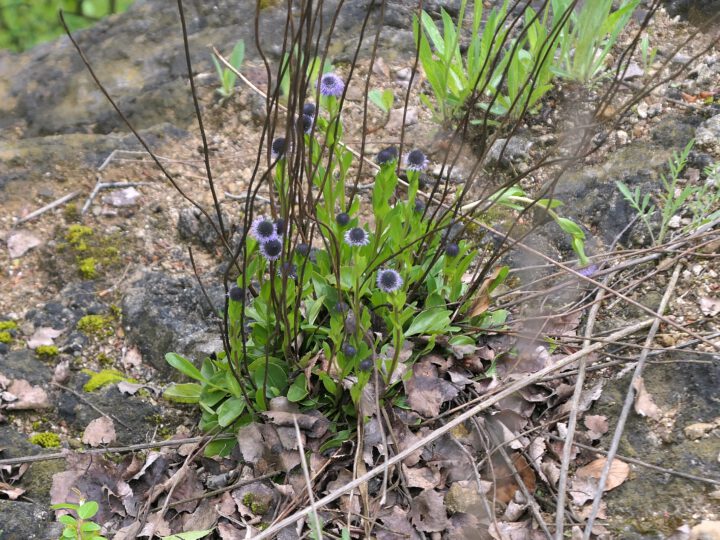 Biotop-Begehung des Orchideen-Teams