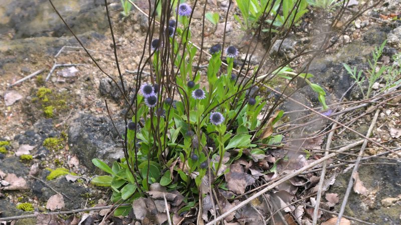 Biotop-Begehung des Orchideen-Teams