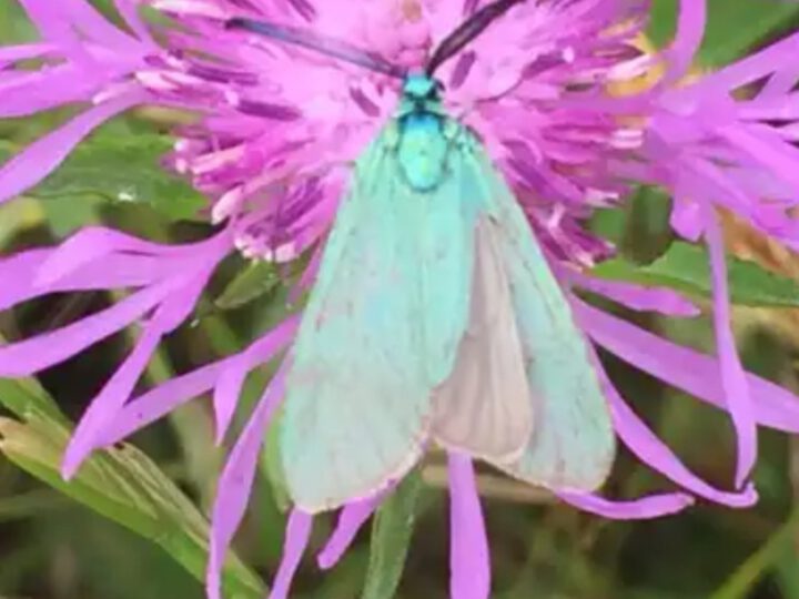 Ampfer-Grünwidderchen Schmetterling des Jahres 2023