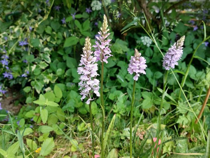 Offener Orchideengarten am Zaunholzbusch in Haan