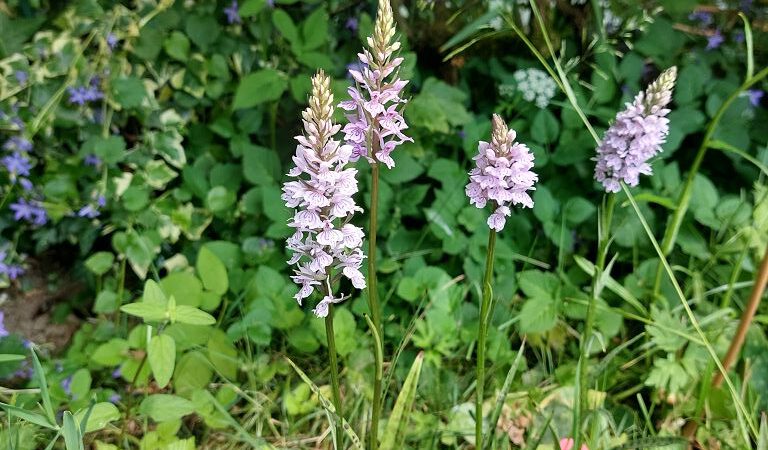 Offener Orchideengarten am Zaunholzbusch in Haan