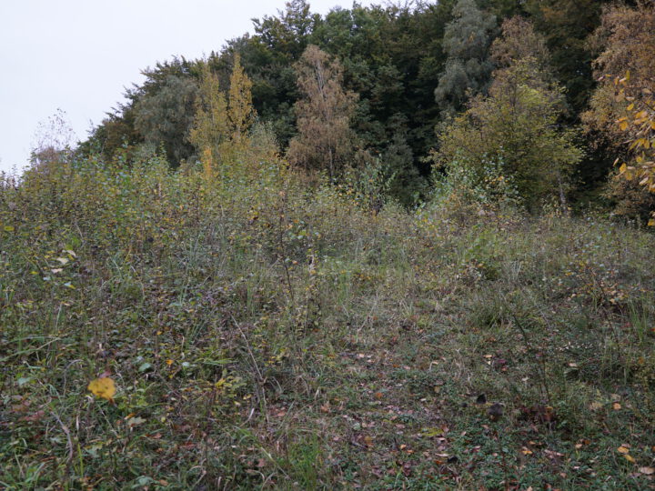 Kleiner Pflegeeinsatz in der Grube 10