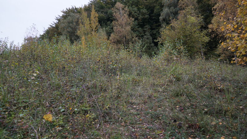 Kleiner Pflegeeinsatz in der Grube 10