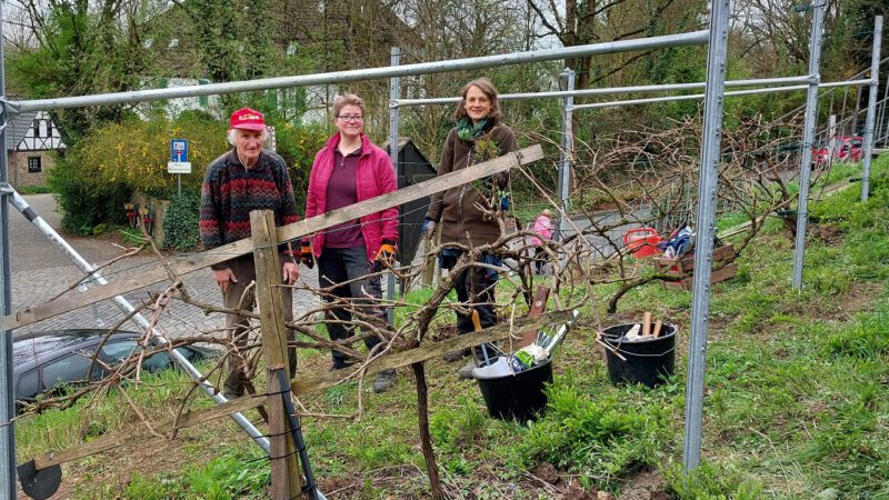 Arbeitseinsatz am Gruitener Weinberg