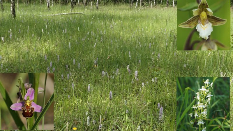 Orchideen-Führung ins Sedimentationsbecken der Grube 7