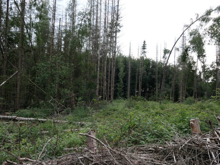 Wanderung durch den Osterholzer Wald und zu den Orchideen in Grube 10