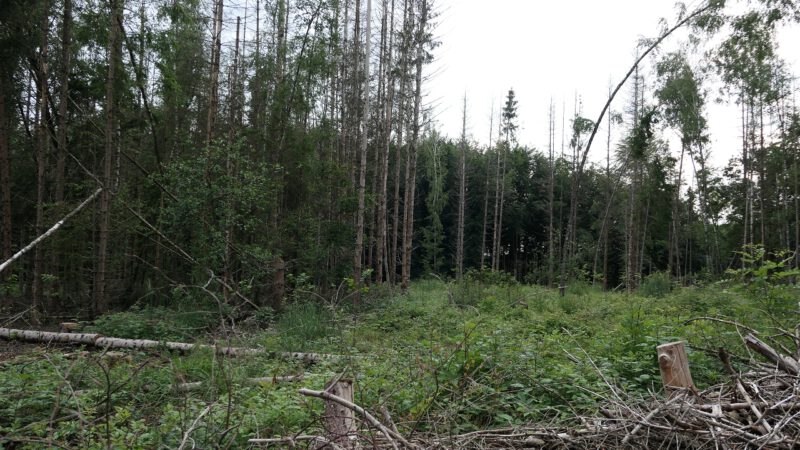 Wanderung durch den Osterholzer Wald und zu den Orchideen in Grube 10
