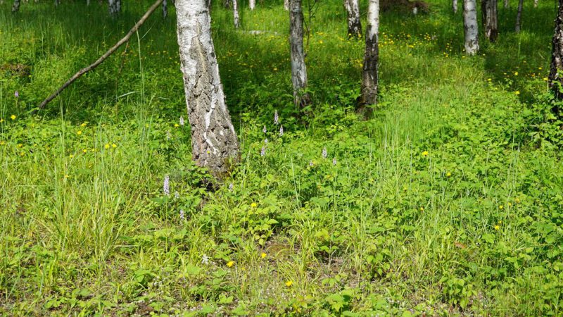 Kartierung in Grube 7 und Gartenbesichtigung am Zaunholzbusch