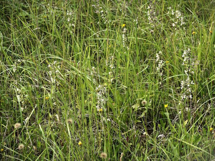 Besuch im Sedimentationsbecken zum Ende der Orchideen-Saison