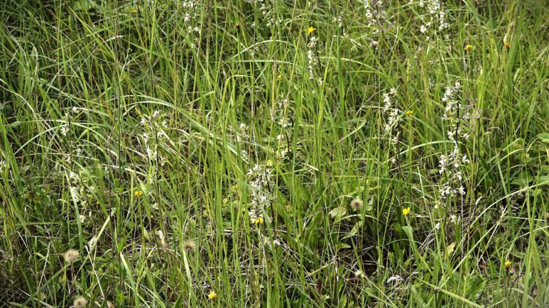 Besuch im Sedimentationsbecken zum Ende der Orchideen-Saison