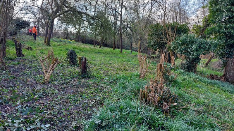 Mäheinsatz auf der Streuobstwiese ,,Gut Zur Mühlen“