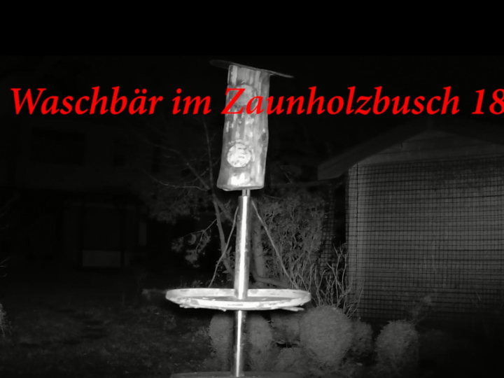 Viel Betrieb am Vogelfutterhaus im Zaunholzbusch 18