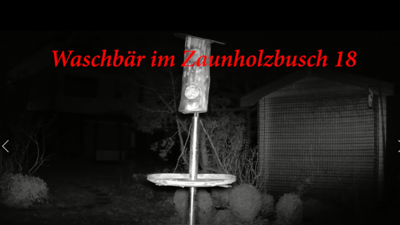 Viel Betrieb am Vogelfutterhaus im Zaunholzbusch 18
