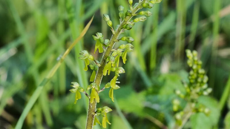 Vegetationsstatus unserer Orchideen – Ende April 2025