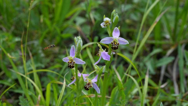 Orchideen-Wanderung 2025 mit der AGNU in die Grube 7