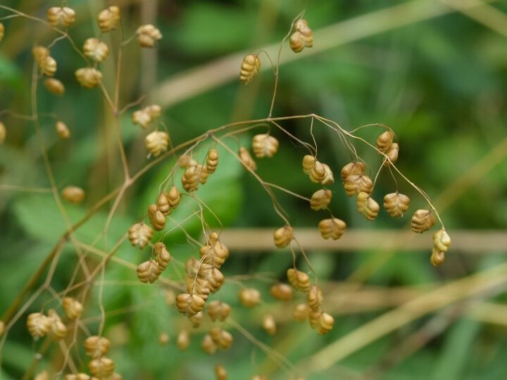 Letzte Kartierung im Sedimentationsbecken für diese Orchideen-Saison