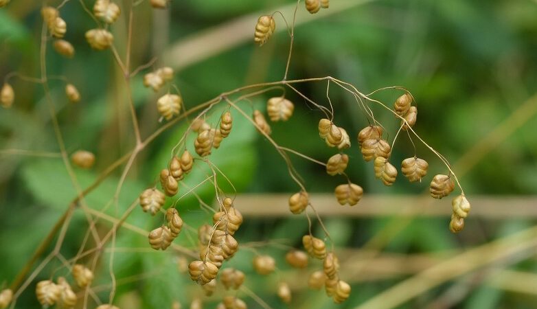 Letzte Kartierung im Sedimentationsbecken für diese Orchideen-Saison