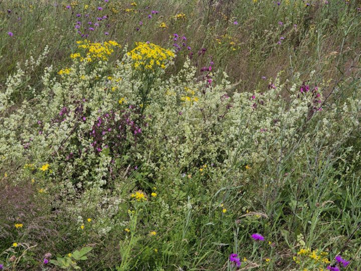Foto-Safari auf der Wildwiese