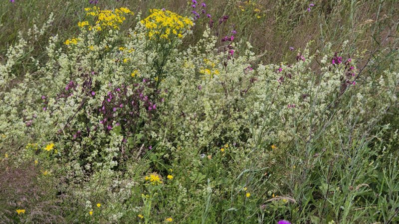 Foto-Safari auf der Wildwiese