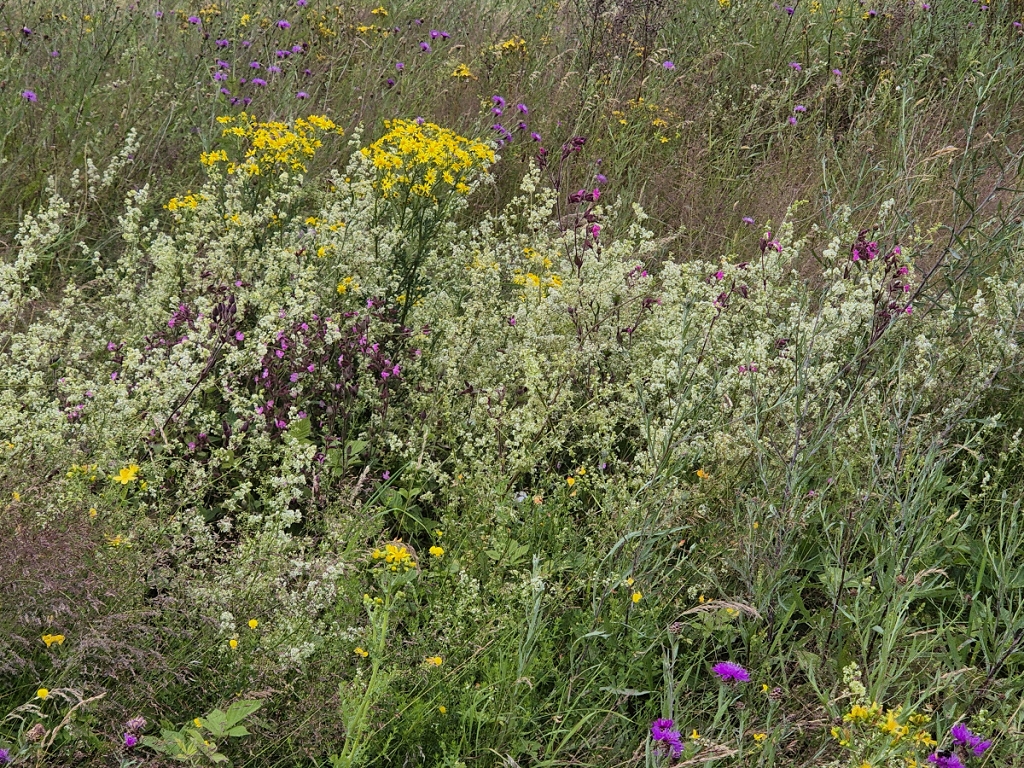 Foto-Safari auf der Wildwiese