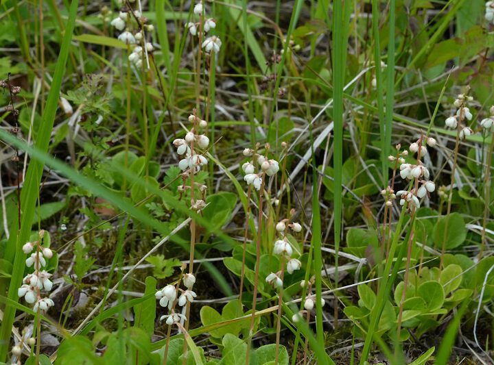 Abschlussbericht 2025 – Team Orchideen und seltene Pflanzen