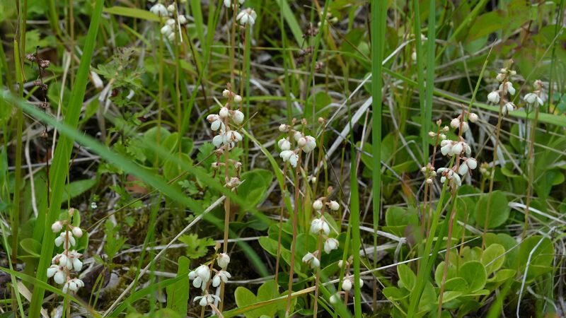 Abschlussbericht 2025 – Team Orchideen und seltene Pflanzen
