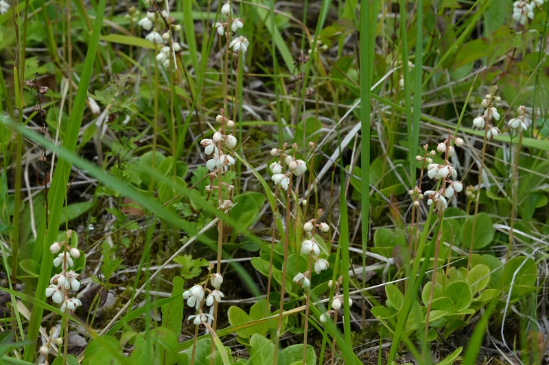 Abschlussbericht 2025 – Team Orchideen und seltene Pflanzen