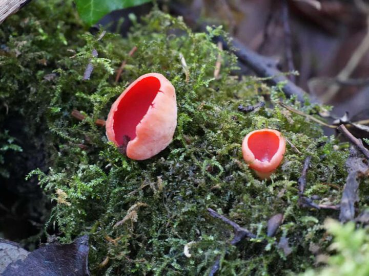 Erste Begehung der Grube 7 am 19. Januar 2026